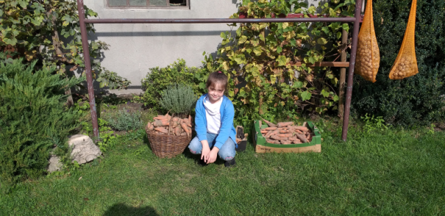 Dziewczynka siedzi przy skrzynkach z marchewkami
