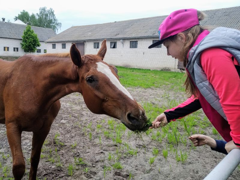Dziewczynka karmi konia