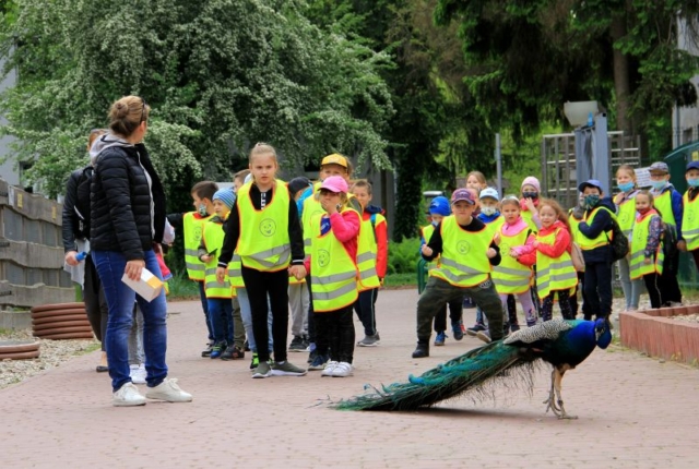 Uczniowie w zoo, na pierwszym planie paw