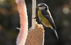Więcej o: Zbiórka nasion i karmy dla ptaków