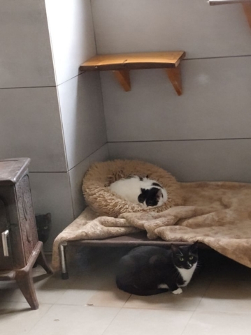 Trzy koty w pawilonie