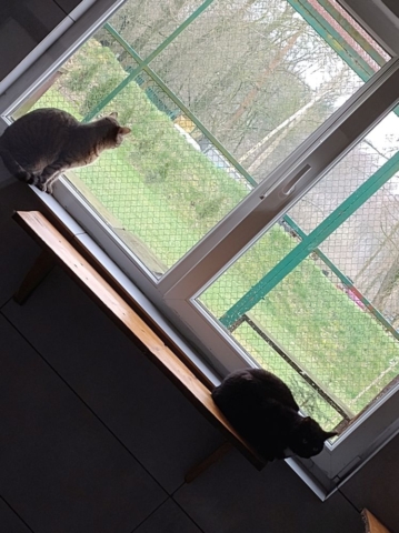 Dwa koty siedzą na parapecie